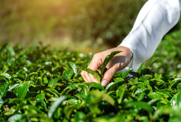 Orthodox Tea: Benefits, Processing Methods and Types - Mirha Tea